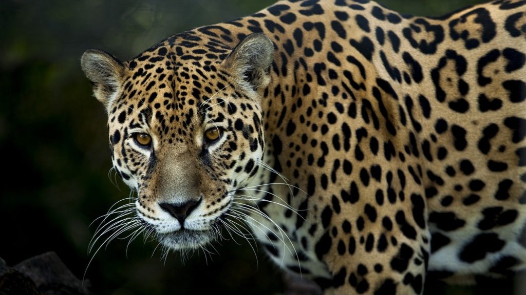 Colombian jaguar