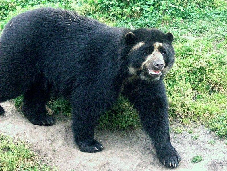 Colombian Spectacled Bear