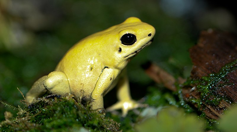 five unique species Colombia