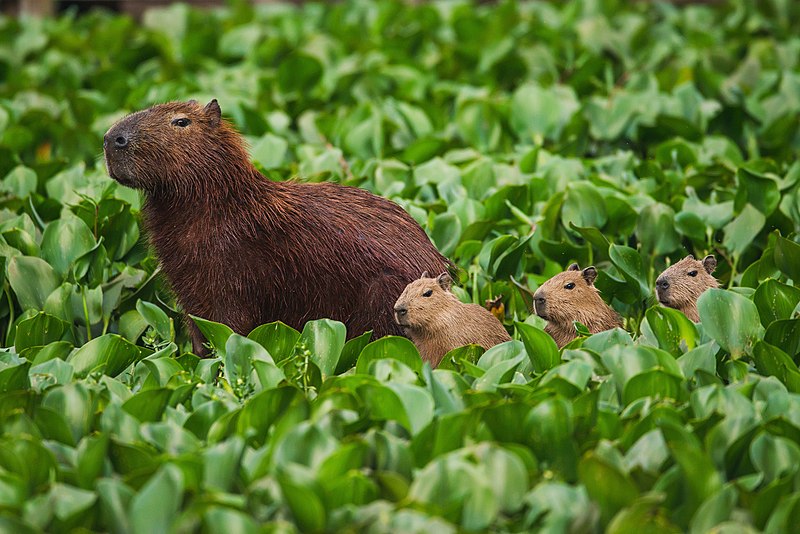 Capybara Colombia