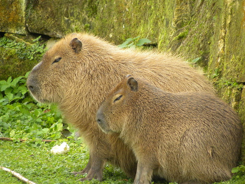Capybara Colombia