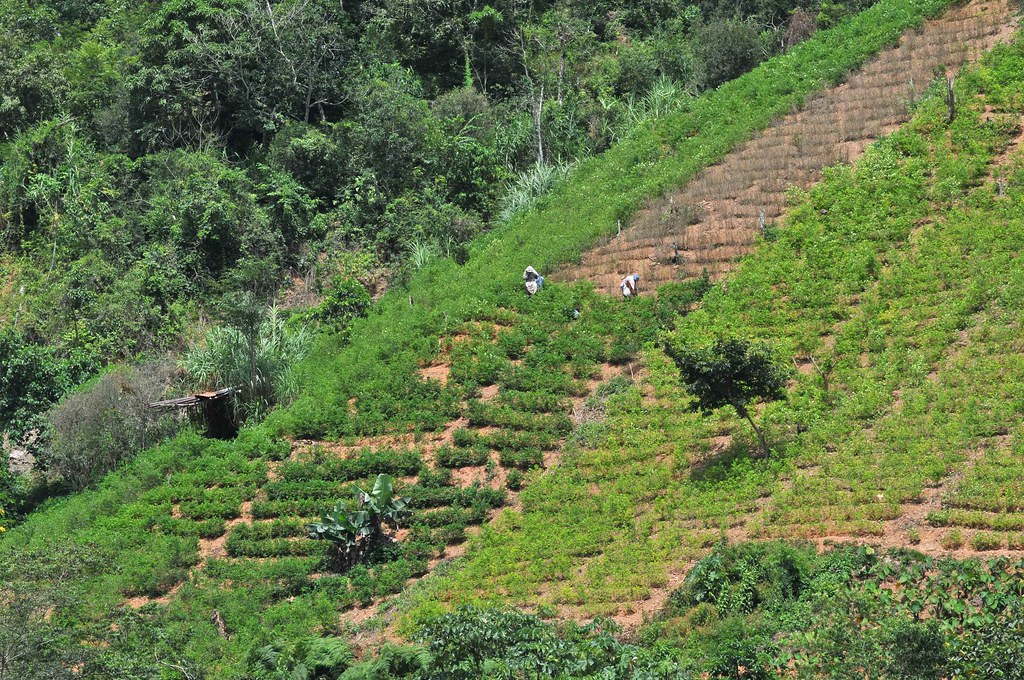 Colombia Coca cultivation decline