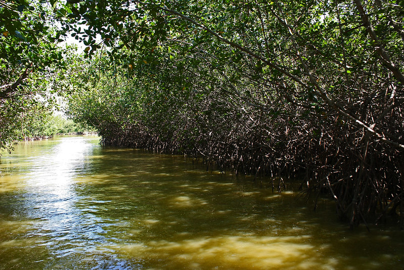 Puerto Colombia recovered mangrove areas 