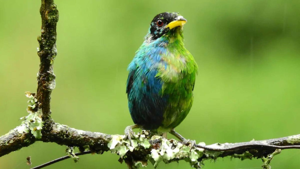 Half Female, half Male Bird Discovered in Colombia