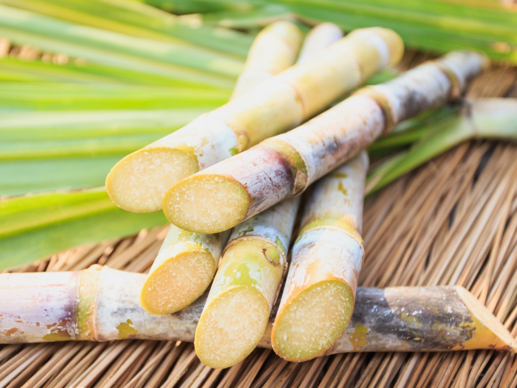 Sugarcane (Saccharum officinarum) has played a crucial role in the economies of many regions worldwide