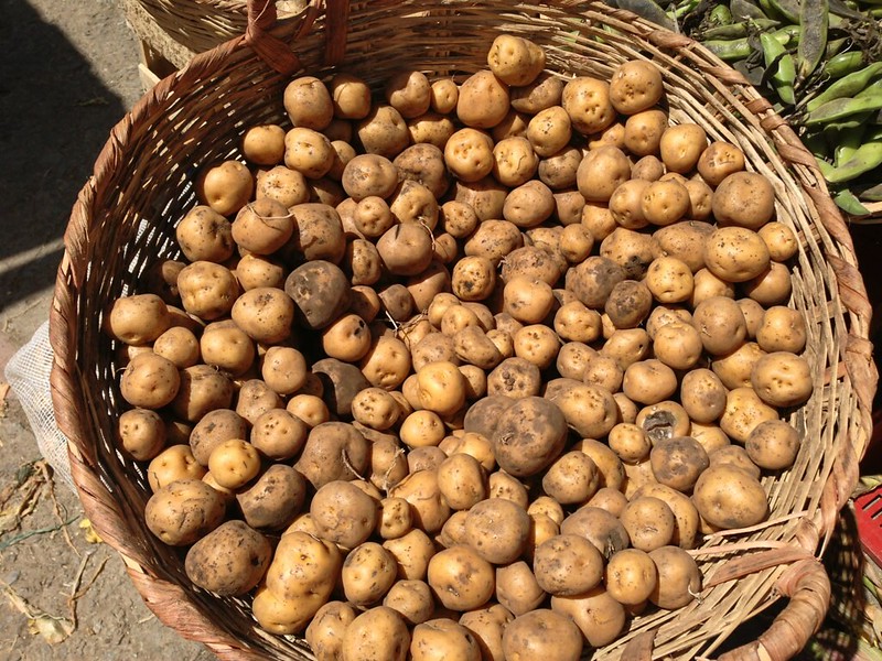 Colombian Creole potato