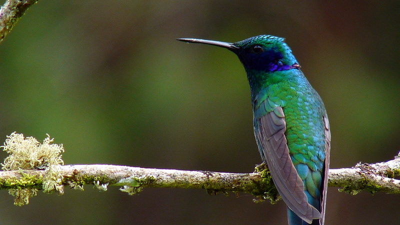 Colombia Birdfair 2024